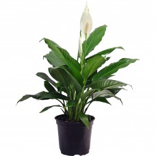 Spathiphyllum (Peace Lily) Easy Care Live House Plant from Delray Plants, 6-inch Black Grower’s Pot   553137719